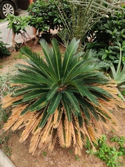 Cycas revoluta