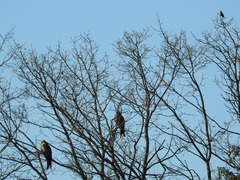 Milvus milvus milvus