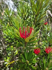 Telopea truncata