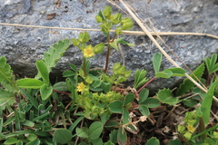 Sibbaldia parviflora