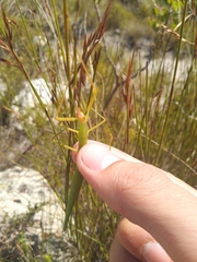Macynia labiata