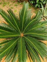 Cycas revoluta