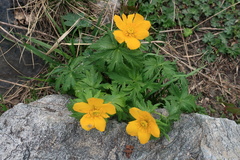 Trollius ranunculinus