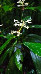 Psychotria cupularis