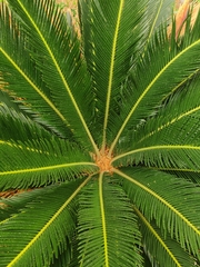 Cycas revoluta
