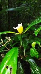 Psychotria cupularis