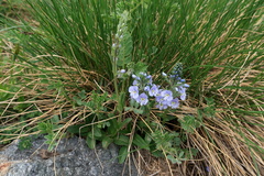 Veronica gentianoides