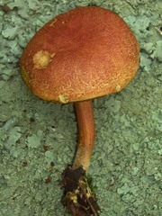 Boletus fraternus