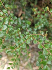 Nothofagus