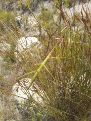 Macynia labiata