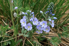 Veronica gentianoides