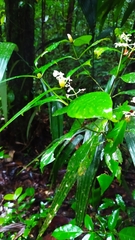 Psychotria cupularis