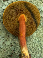 Boletus fraternus