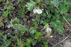 Veronica peduncularis