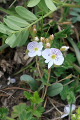 Veronica peduncularis