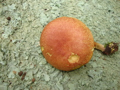 Boletus fraternus