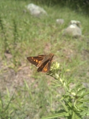 Lon melane vitellina