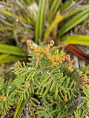 Gleichenia alpina