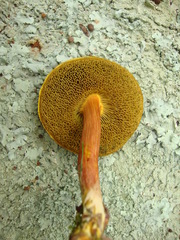 Boletus fraternus