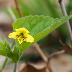 Viola pubescens