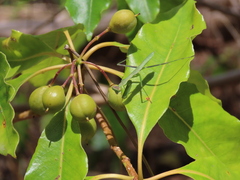 Miomantis caffra