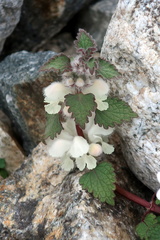Lamium tomentosum