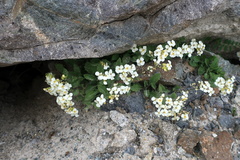 Arabis caucasica