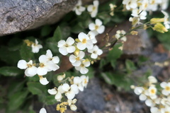 Arabis caucasica