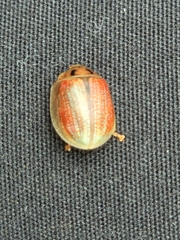 Paropsisterna bimaculata