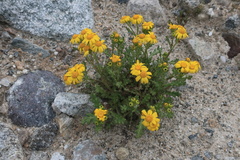 Senecio leucanthemifolius