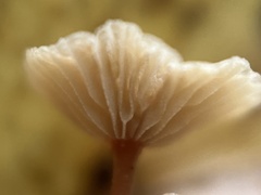 Gymnopus johnstonii