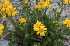 Senecio leucanthemifolius