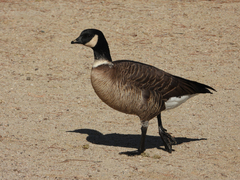 Branta hutchinsii leucopareia