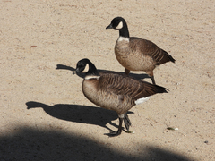 Branta hutchinsii leucopareia