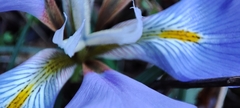 Iris unguicularis