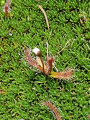 Drosera arcturi