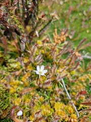 Drosera arcturi