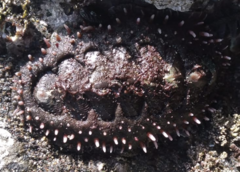 Acanthopleura echinata