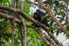 Chiropotes albinasus