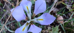 Iris unguicularis