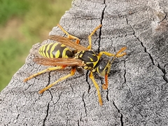 Polistes nimpha