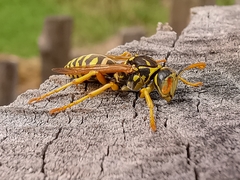 Polistes nimpha