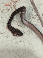 Mastigodryas melanolomus