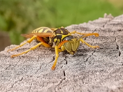 Polistes nimpha