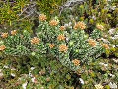 Nothofagus cunninghamii