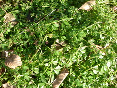 Galium aparine