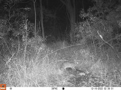 Sylvilagus aquaticus