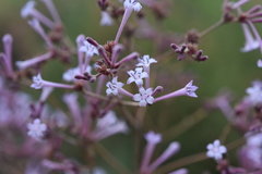 Spermadictyon suaveolens