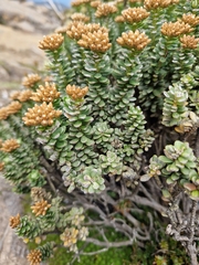 Nothofagus cunninghamii