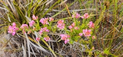 Erica corifolia